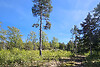 Müüa maatükk, maatulundusmaa - thumbnail