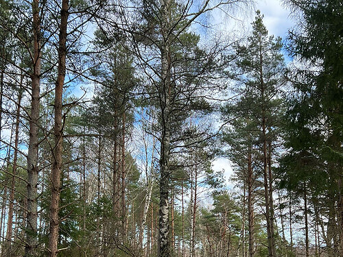 Saaremaa vald Pihtla, 8.95 ha