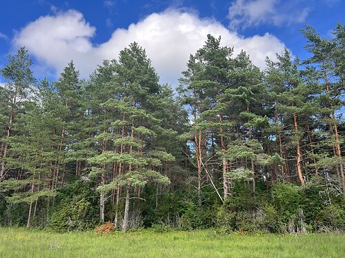 Muhu vald Kuivastu, 3.21 ha