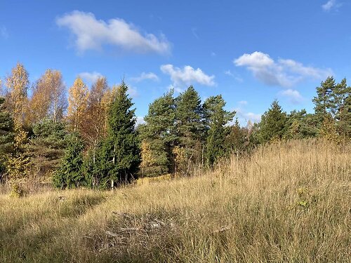 Saaremaa vald Torgu-Mõisaküla, 1.07 ha