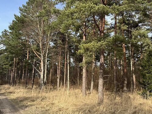 Saaremaa vald Mändjala, 7393 m²