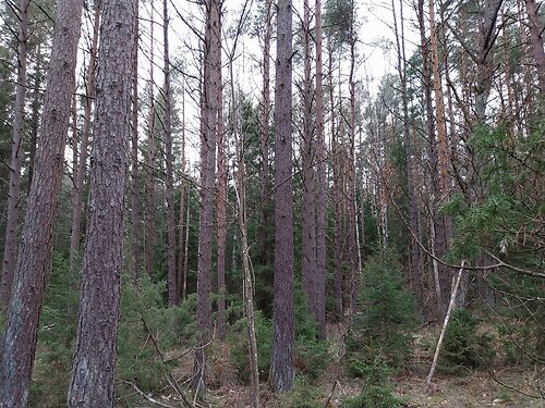 Saaremaa vald Salme, 6.37 ha