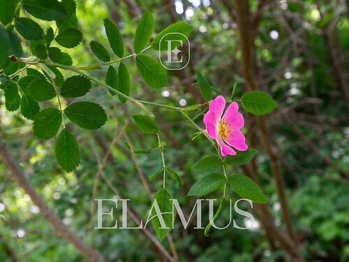 Saaremaa vald Sikassaare 14, 2079 m²