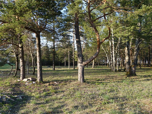 Saaremaa vald Pöide-Keskvere, 1.52 ha