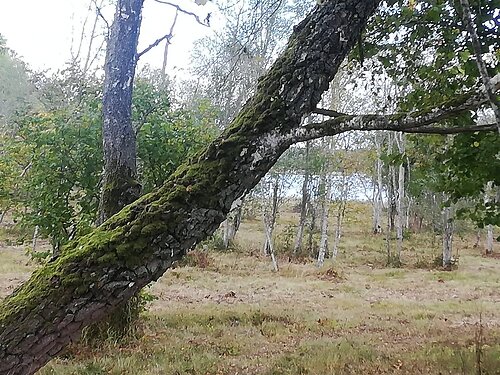 Saaremaa vald Laevaranna, 3.77 ha