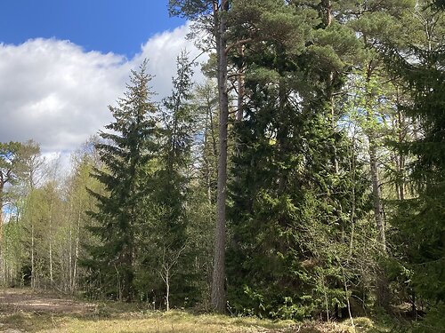 Saaremaa vald Järve, 1.42 ha