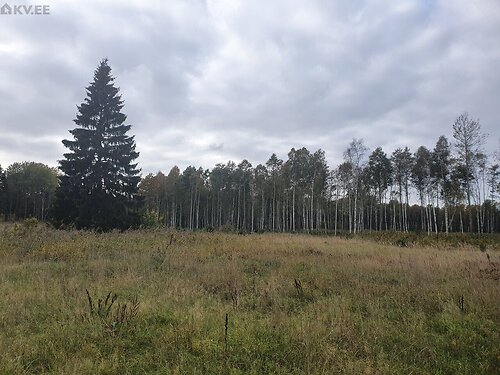 Saaremaa vald Väike-Ula, 4.36 ha