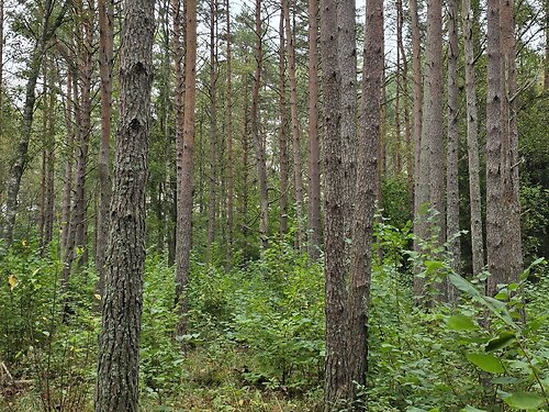 Saaremaa vald Kaarma-Kungla, 8000 m²