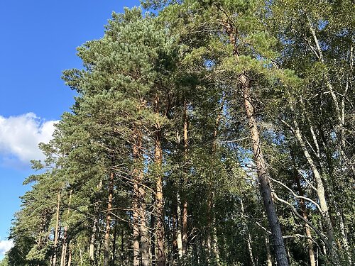 Saaremaa vald Mändjala, 1 ha