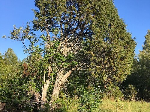 Saaremaa vald Ridala, 2.21 ha