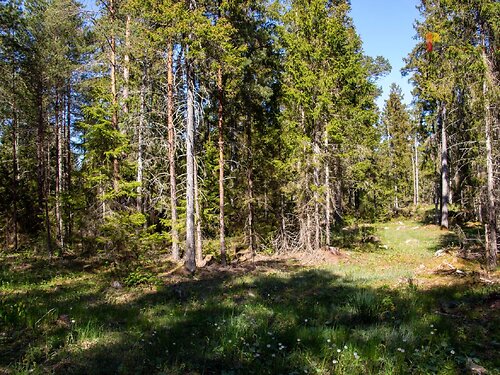 Saaremaa vald Raugu, 1 ha