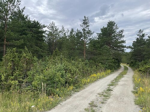 Saaremaa vald Kõrkvere, 1.13 ha