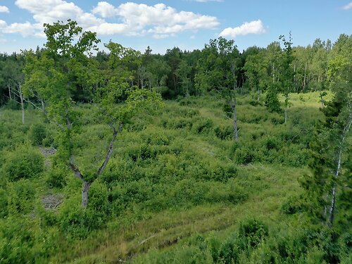 Saaremaa vald Mustjala, 6.98 ha