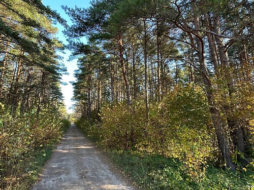 Saaremaa vald Mändjala, 1 ha