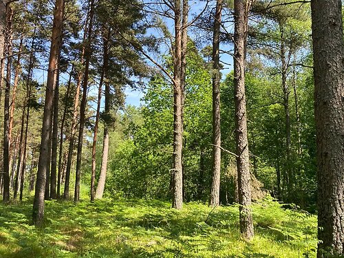 Saaremaa vald Järve, 1.13 ha