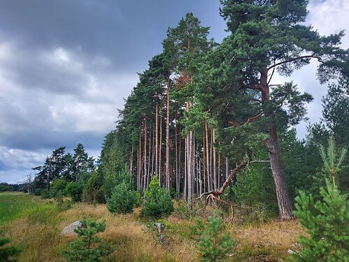 Saaremaa vald Laugu, 2.33 ha