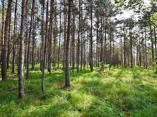 Muhu vald Viira, 3.83 ha