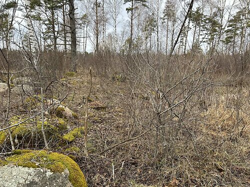 Saaremaa vald Sandla, 1.01 ha