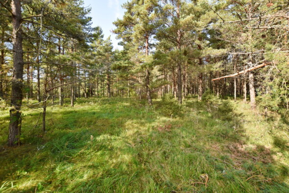 Müüa maatükk, maatulundusmaa Kõrve, Viira, Muhu vald, Saaremaa